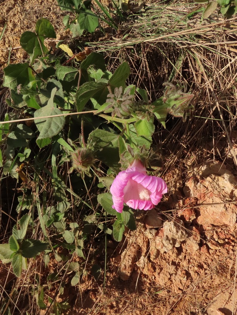 Hibiscus costatus photo 3