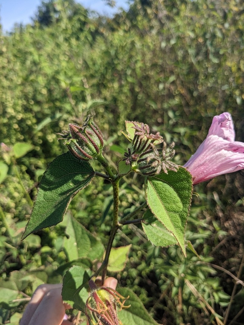 Hibiscus costatus photo 4