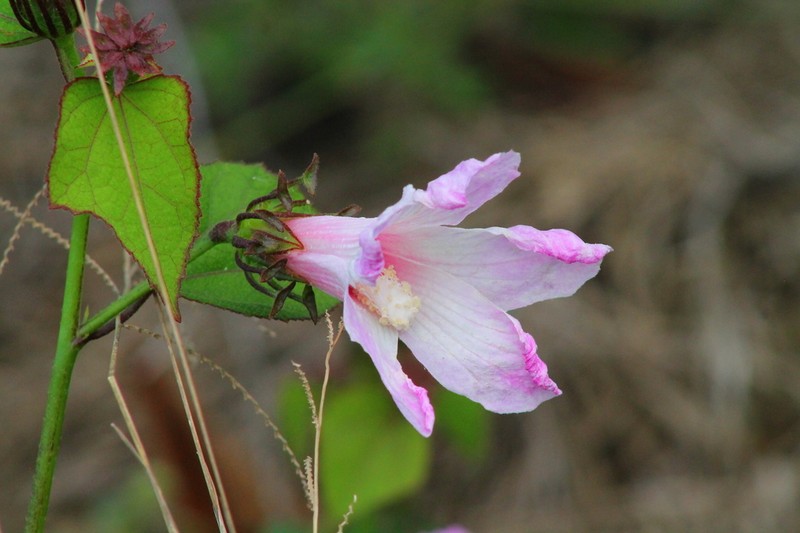 Hibiscus costatus photo 5