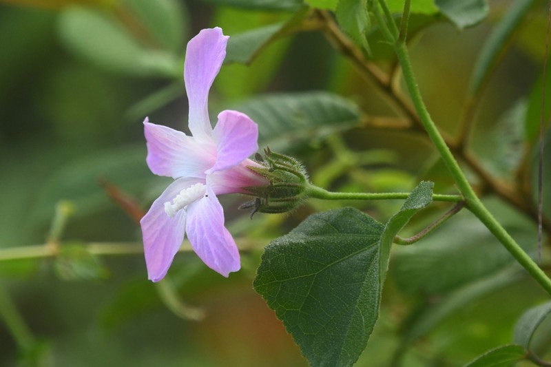Hibiscus costatus photo 7