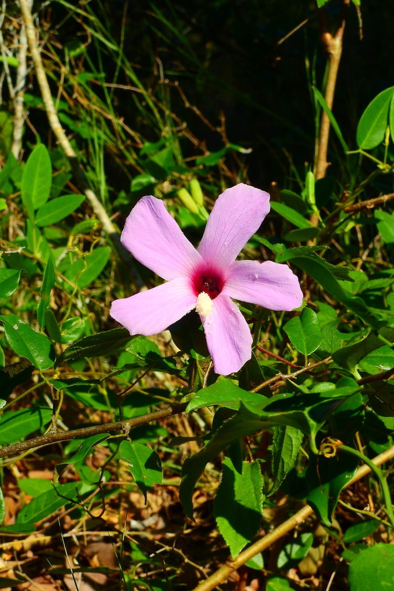 Hibiscus costatus photo 8