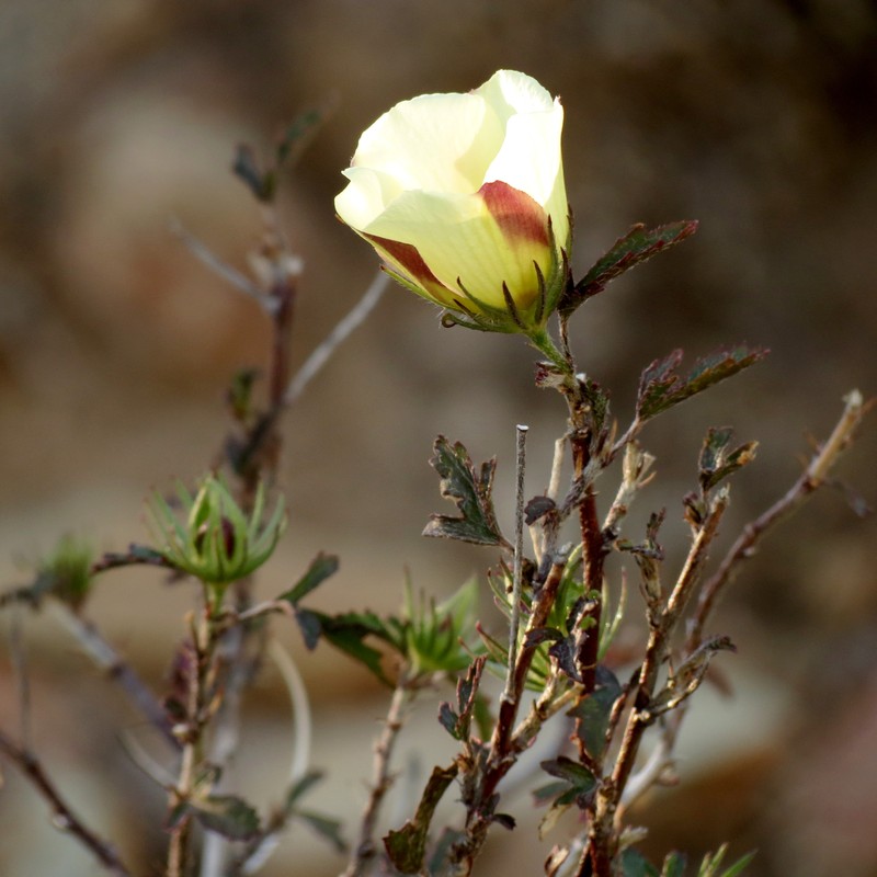 Desert Rosemallow photo 2