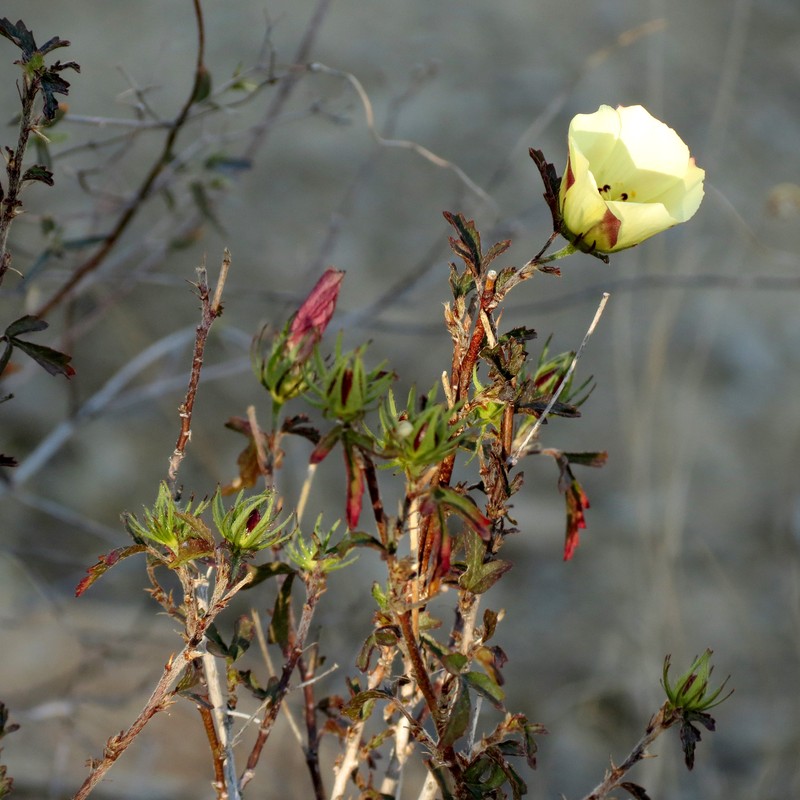 Desert Rosemallow photo 3