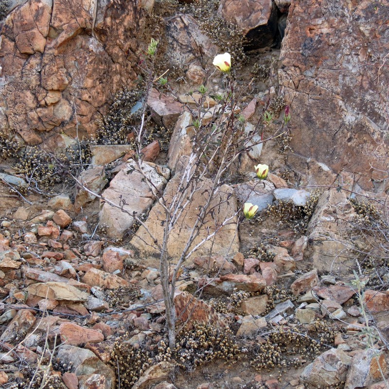 Desert Rosemallow photo 4