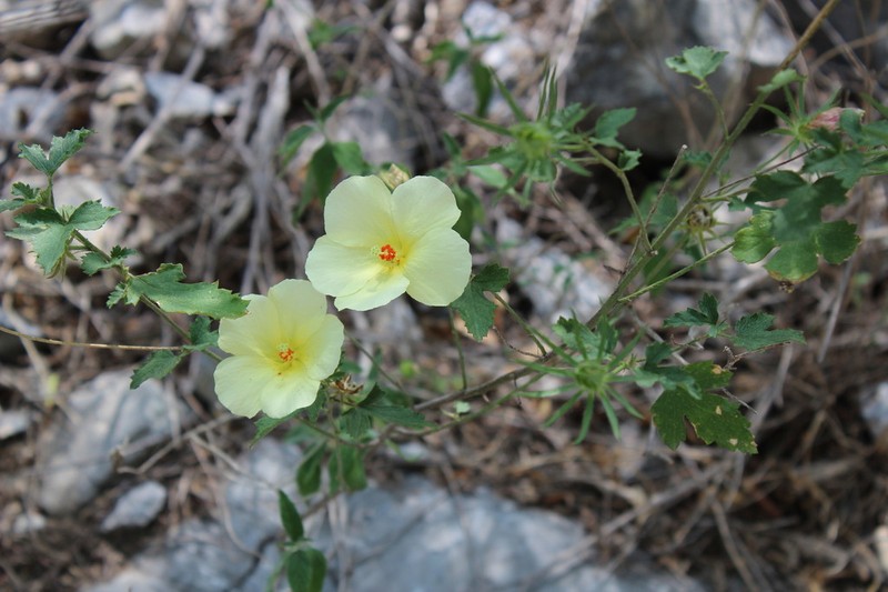 Desert Rosemallow