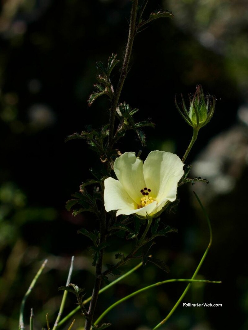 Desert Rosemallow photo 2