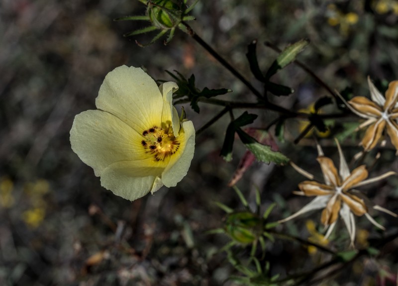 Desert Rosemallow photo 3