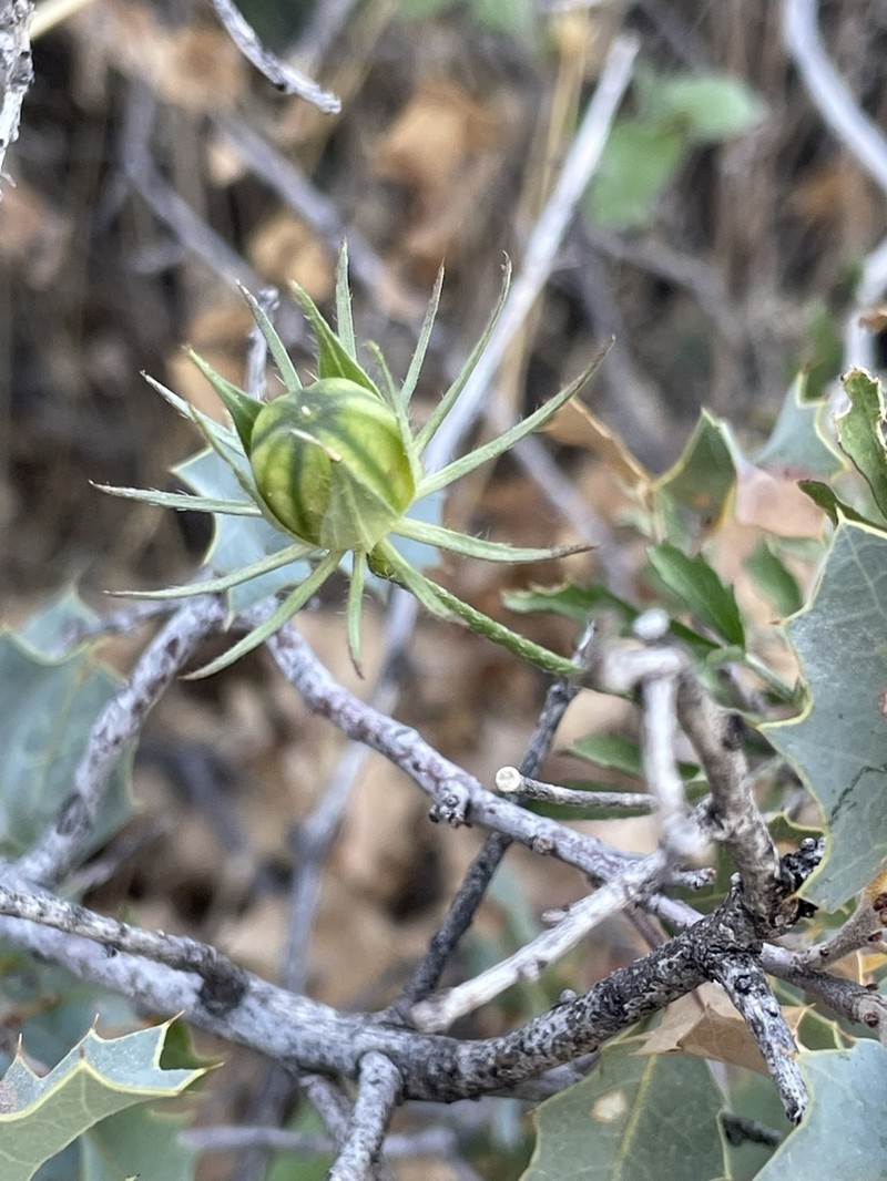 Desert Rosemallow photo 4