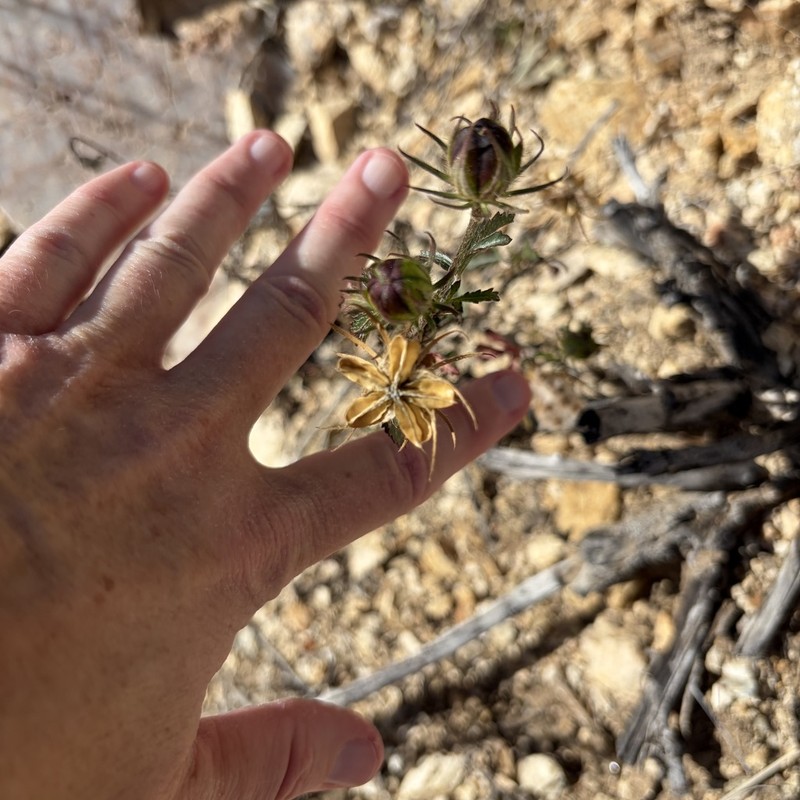 Desert Rosemallow photo 5