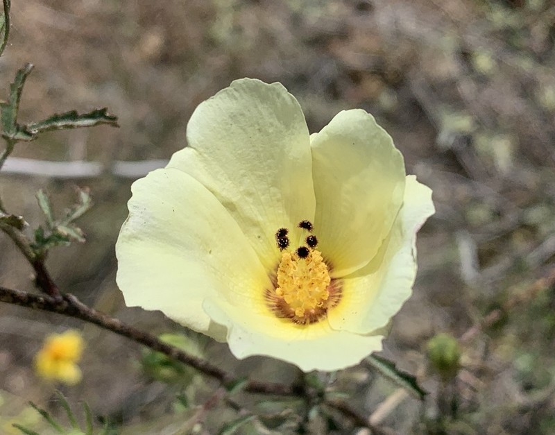 Desert Rosemallow photo 6