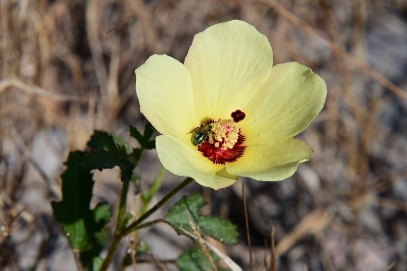 Desert Rosemallow photo 7