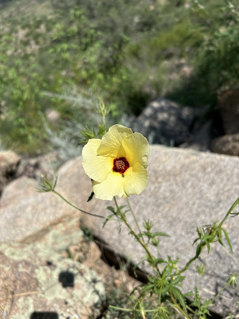 Desert Rosemallow photo 8