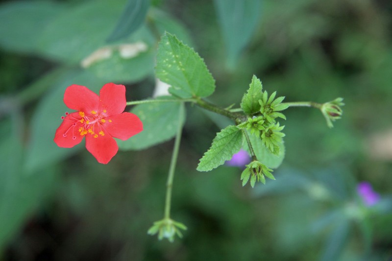 Hibiscus crassinervius