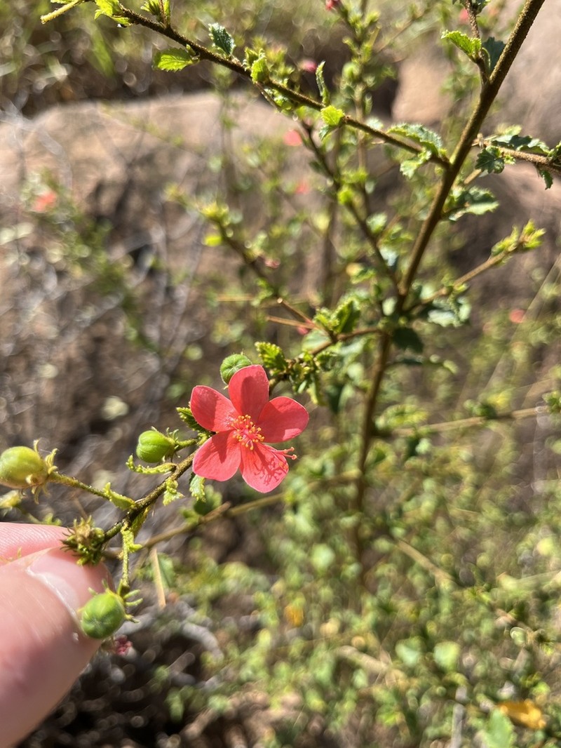 Hibiscus crassinervius photo 2