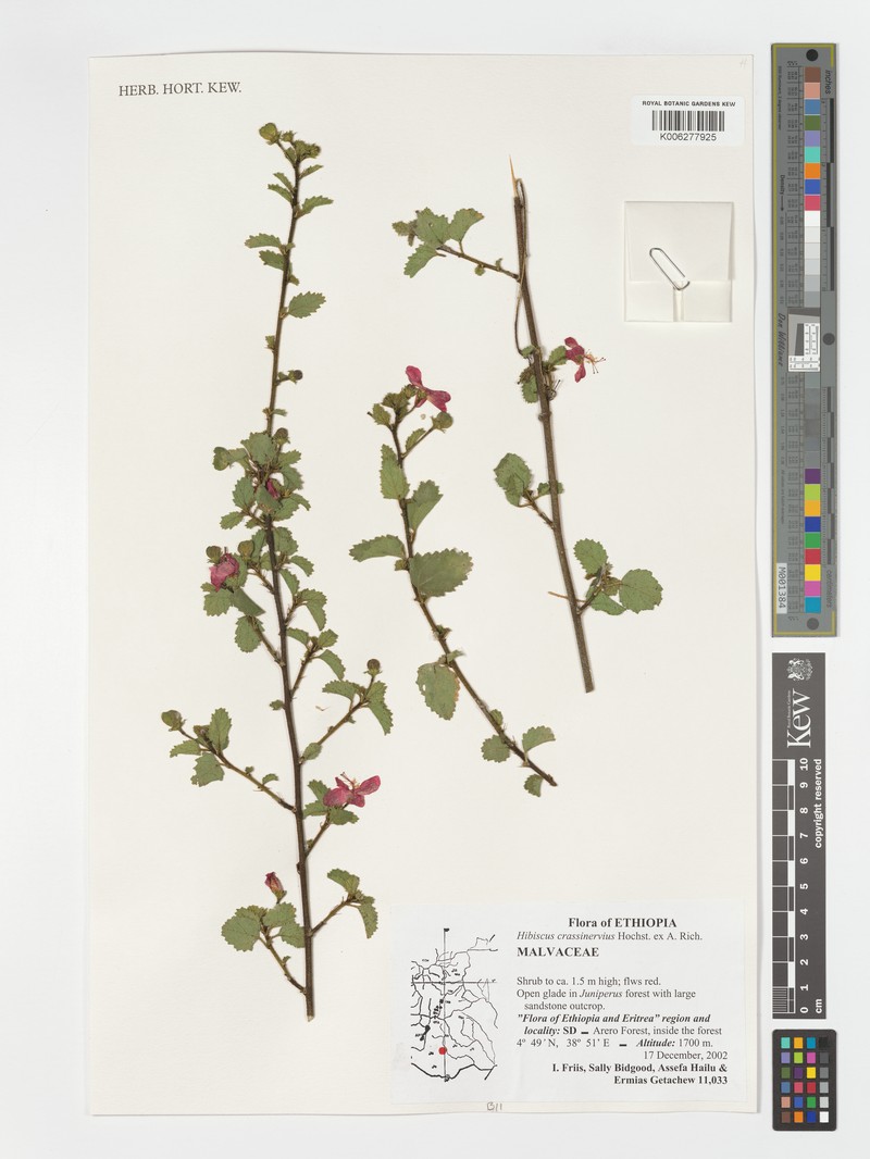 Hibiscus crassinervius photo 4