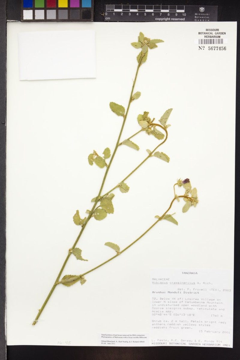 Hibiscus crassinervius photo 5