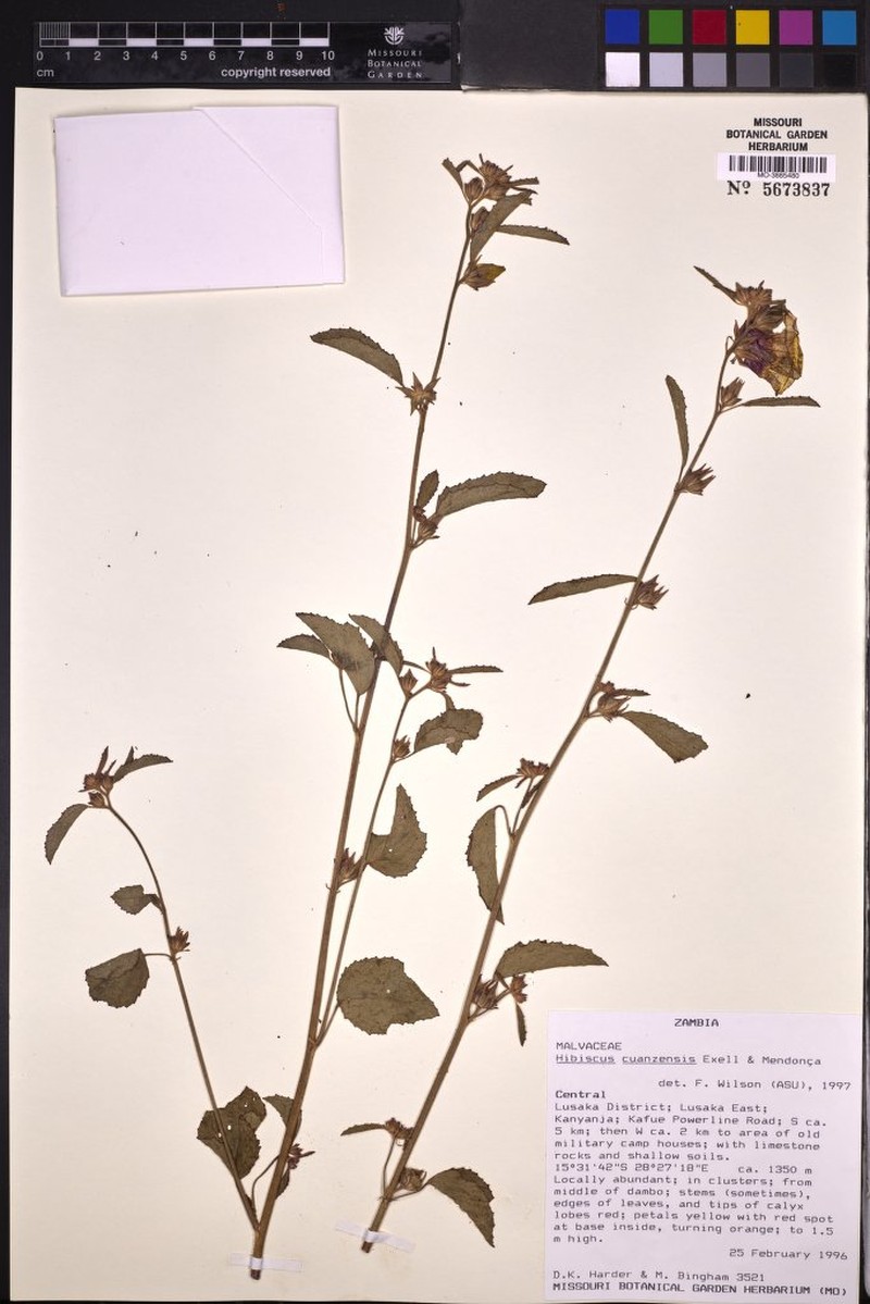 Hibiscus cuanzensis photo 2