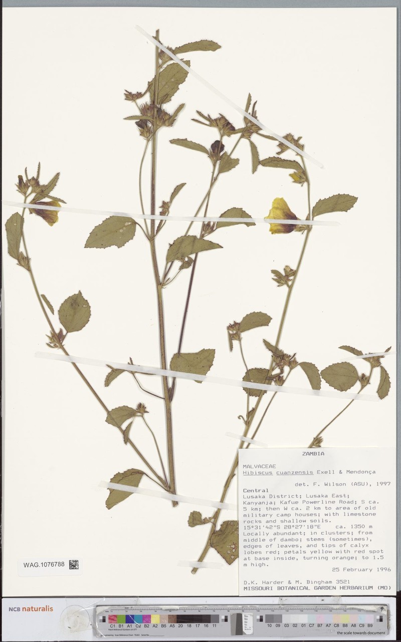 Hibiscus cuanzensis photo 4
