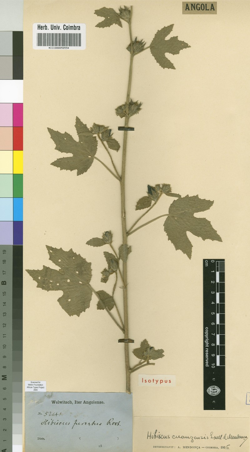 Hibiscus cuanzensis