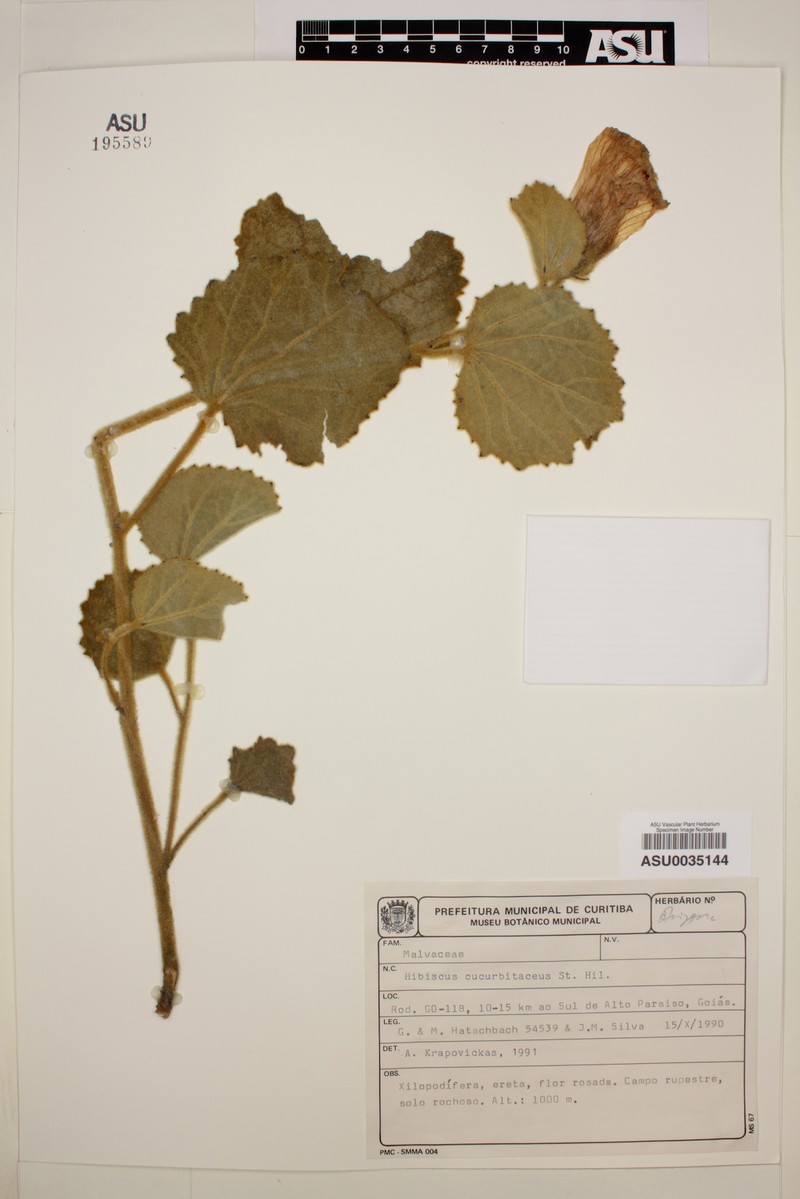 Hibiscus cucurbitaceus