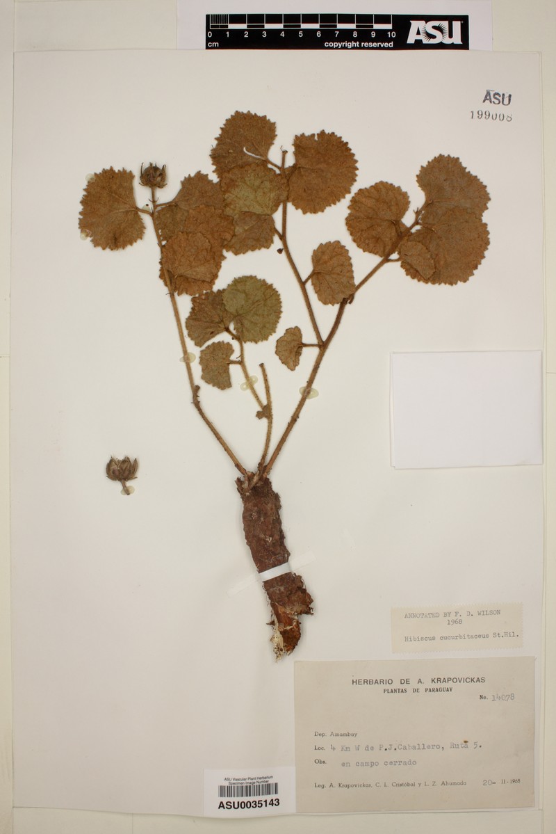 Hibiscus cucurbitaceus photo 2