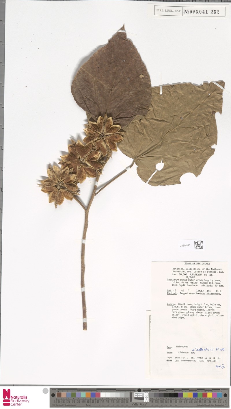 Hibiscus dalbertisii