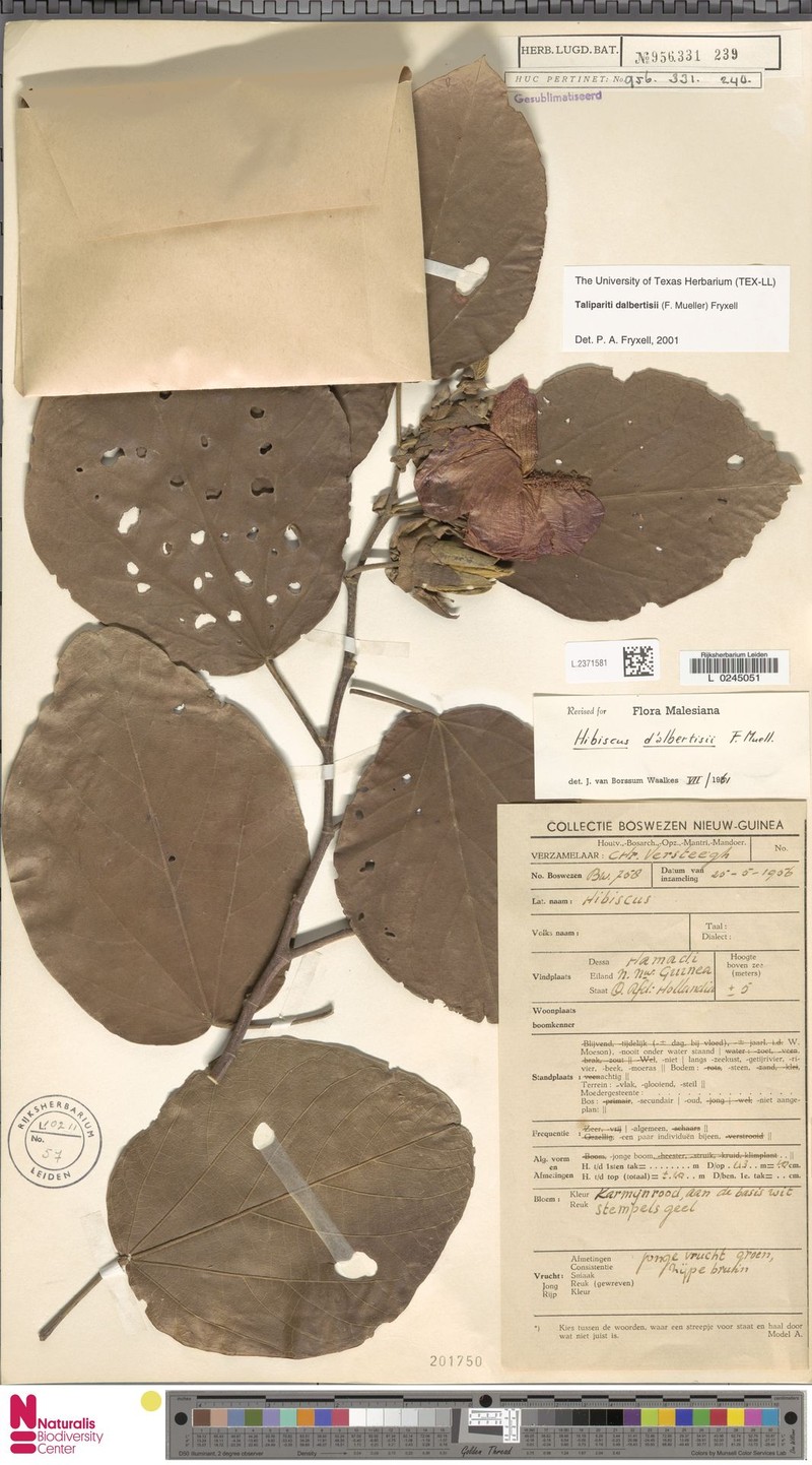 Hibiscus dalbertisii photo 3
