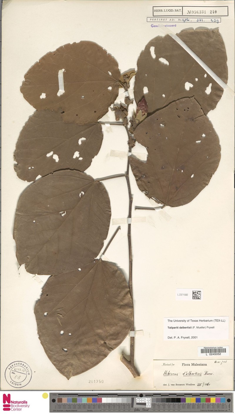 Hibiscus dalbertisii photo 4