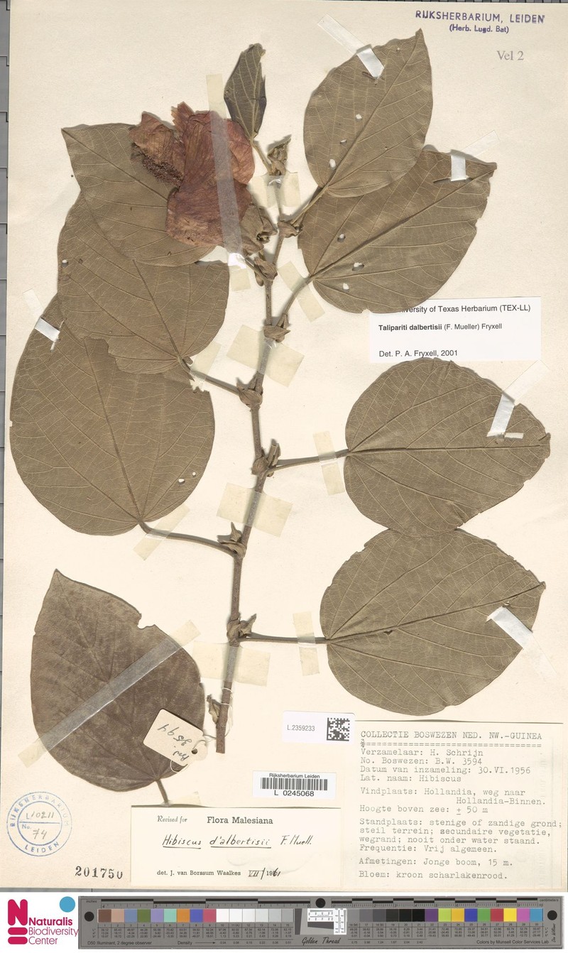 Hibiscus dalbertisii photo 6