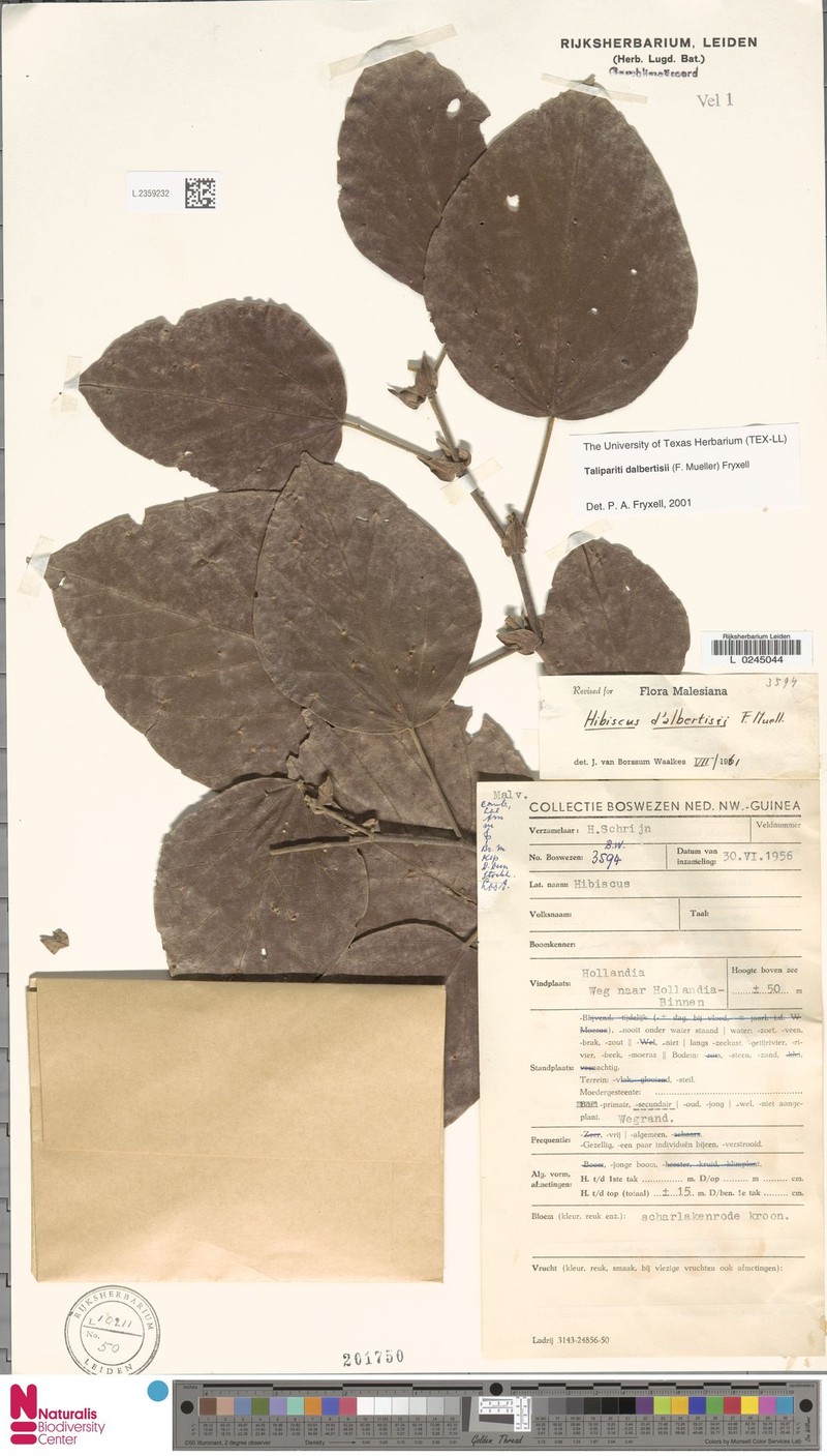 Hibiscus dalbertisii photo 7