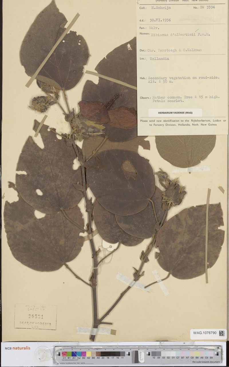 Hibiscus dalbertisii photo 8