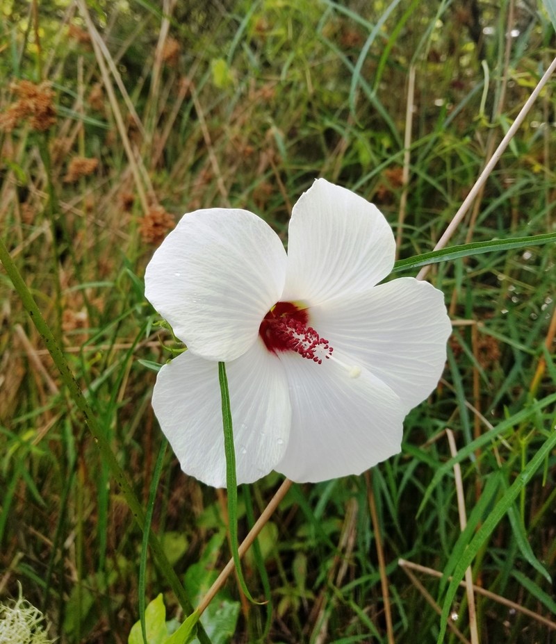 Neches River Rosemallow