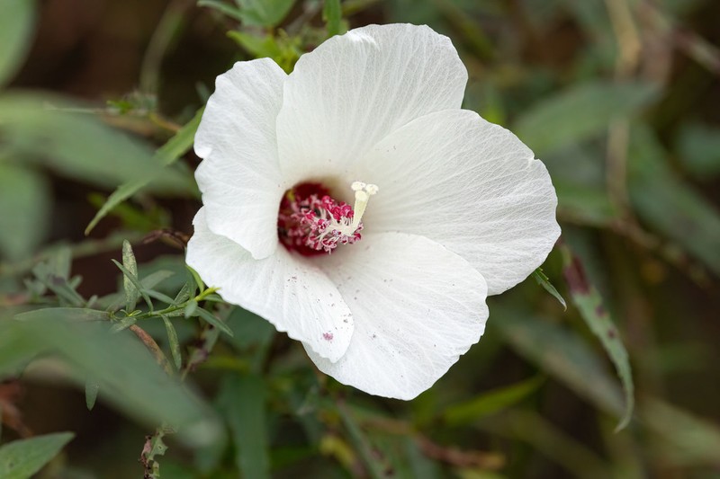 Neches River Rosemallow photo 2