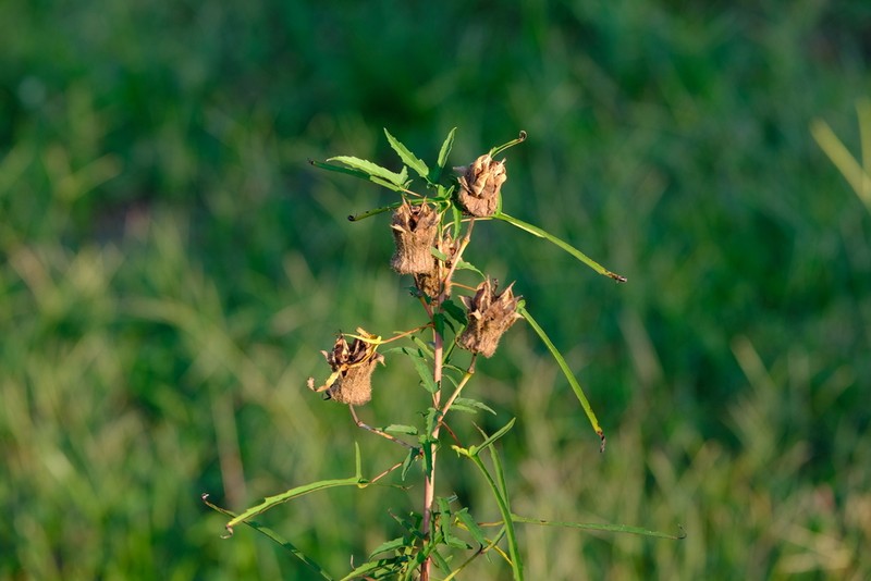 Neches River Rosemallow photo 3