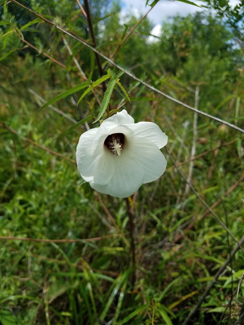Neches River Rosemallow photo 4