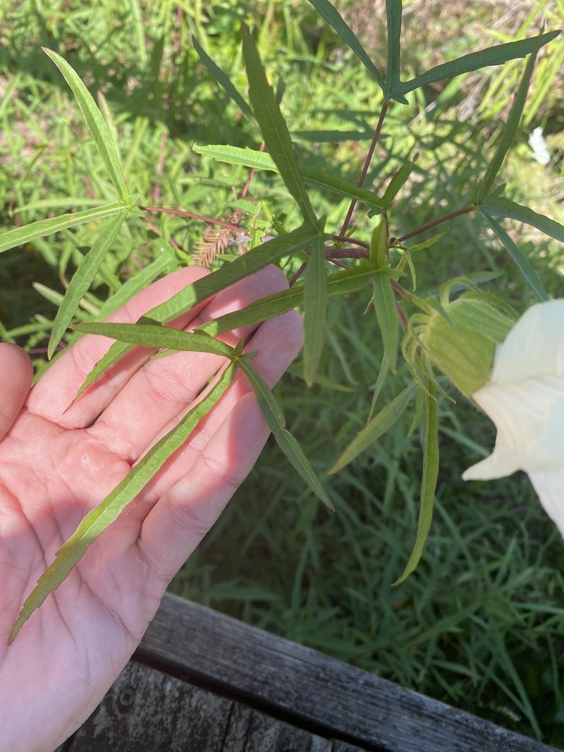 Neches River Rosemallow photo 5