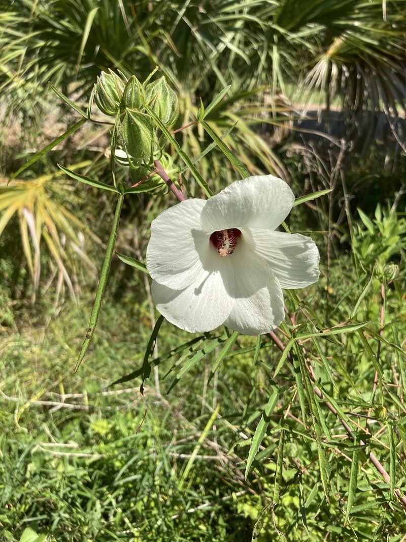 Neches River Rosemallow photo 6