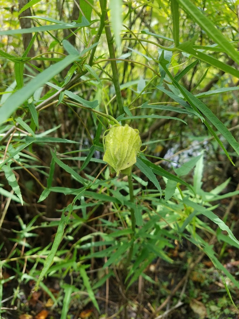 Neches River Rosemallow photo 7