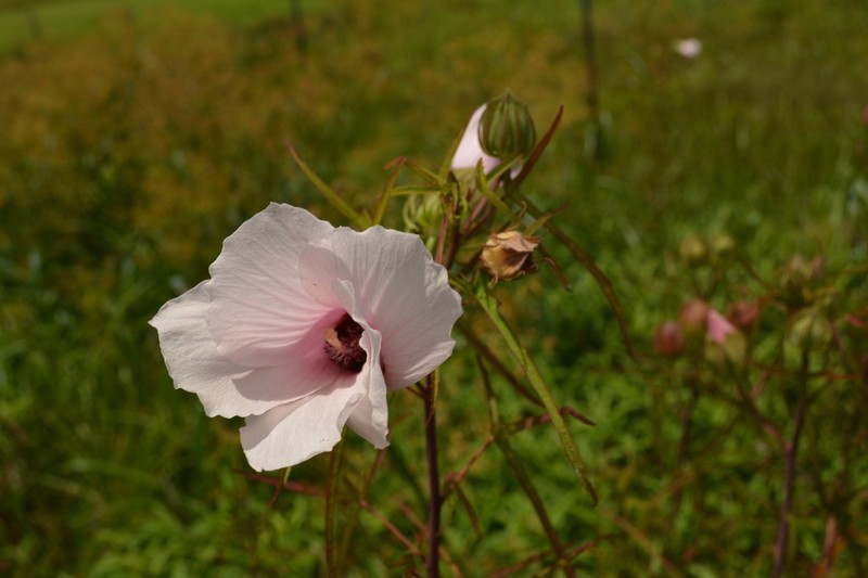 Neches River Rosemallow photo 8
