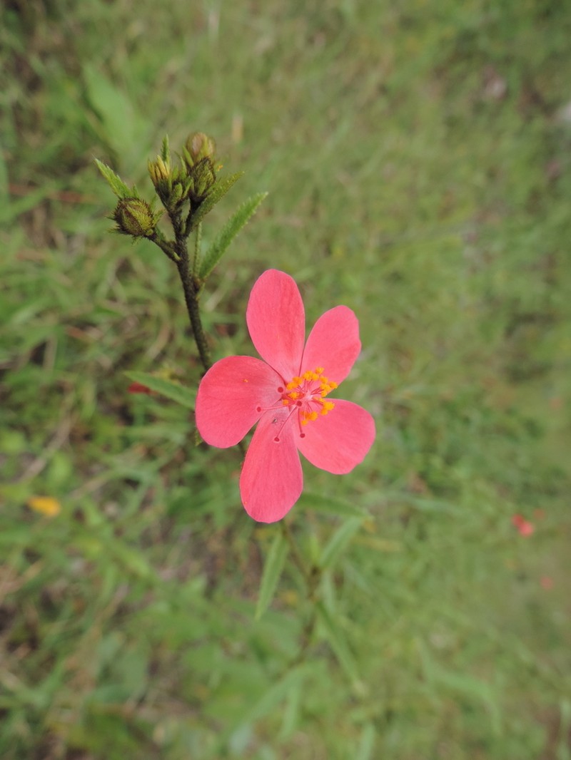 Hibiscus debeerstii
