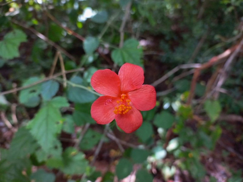 Hibiscus debeerstii photo 2