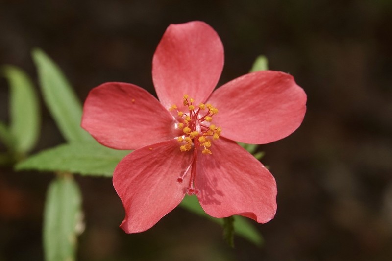 Hibiscus debeerstii photo 3