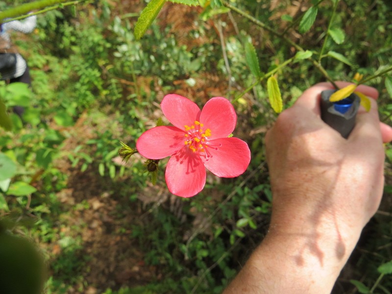 Hibiscus debeerstii photo 4
