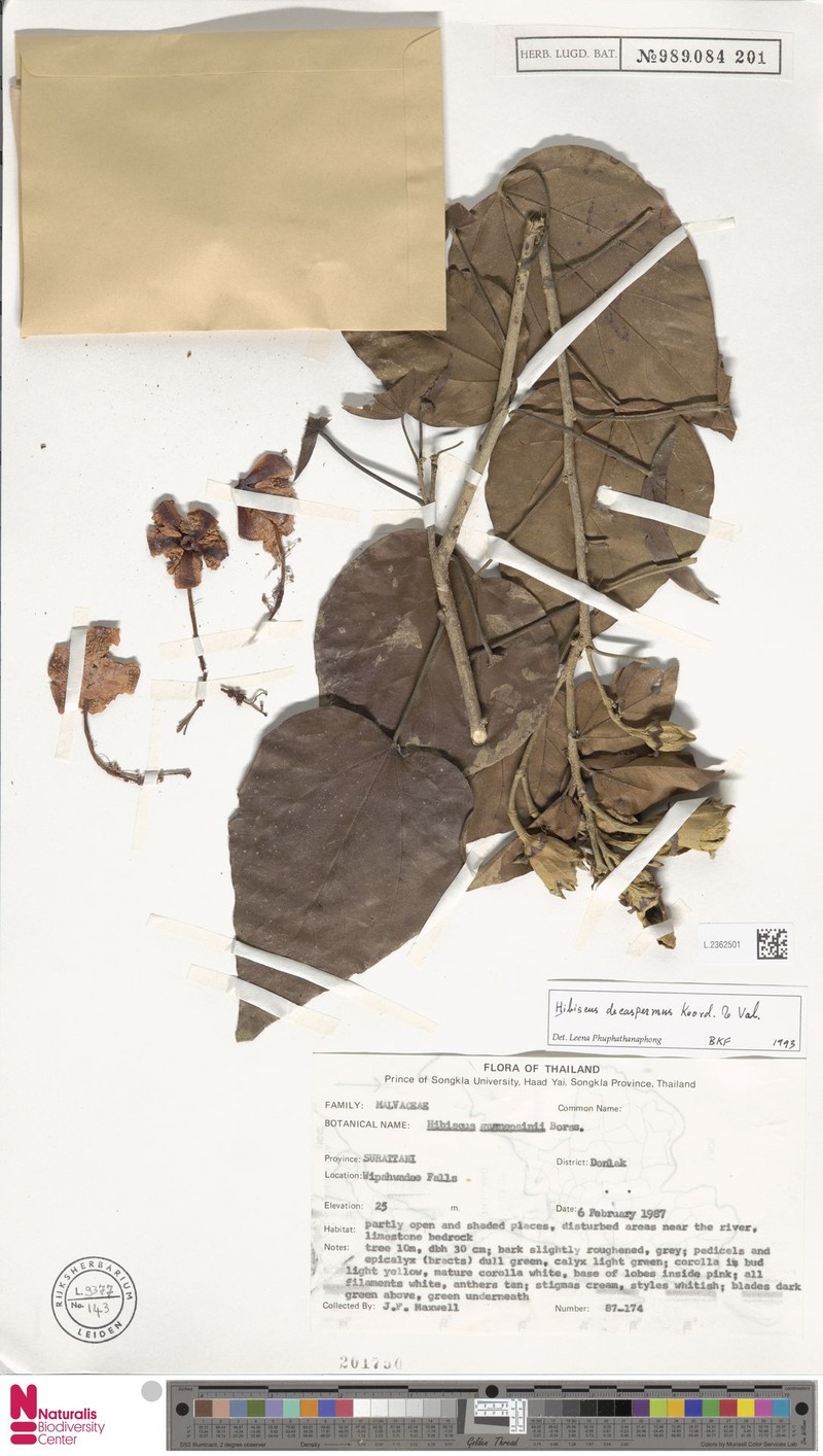 Hibiscus decaspermus
