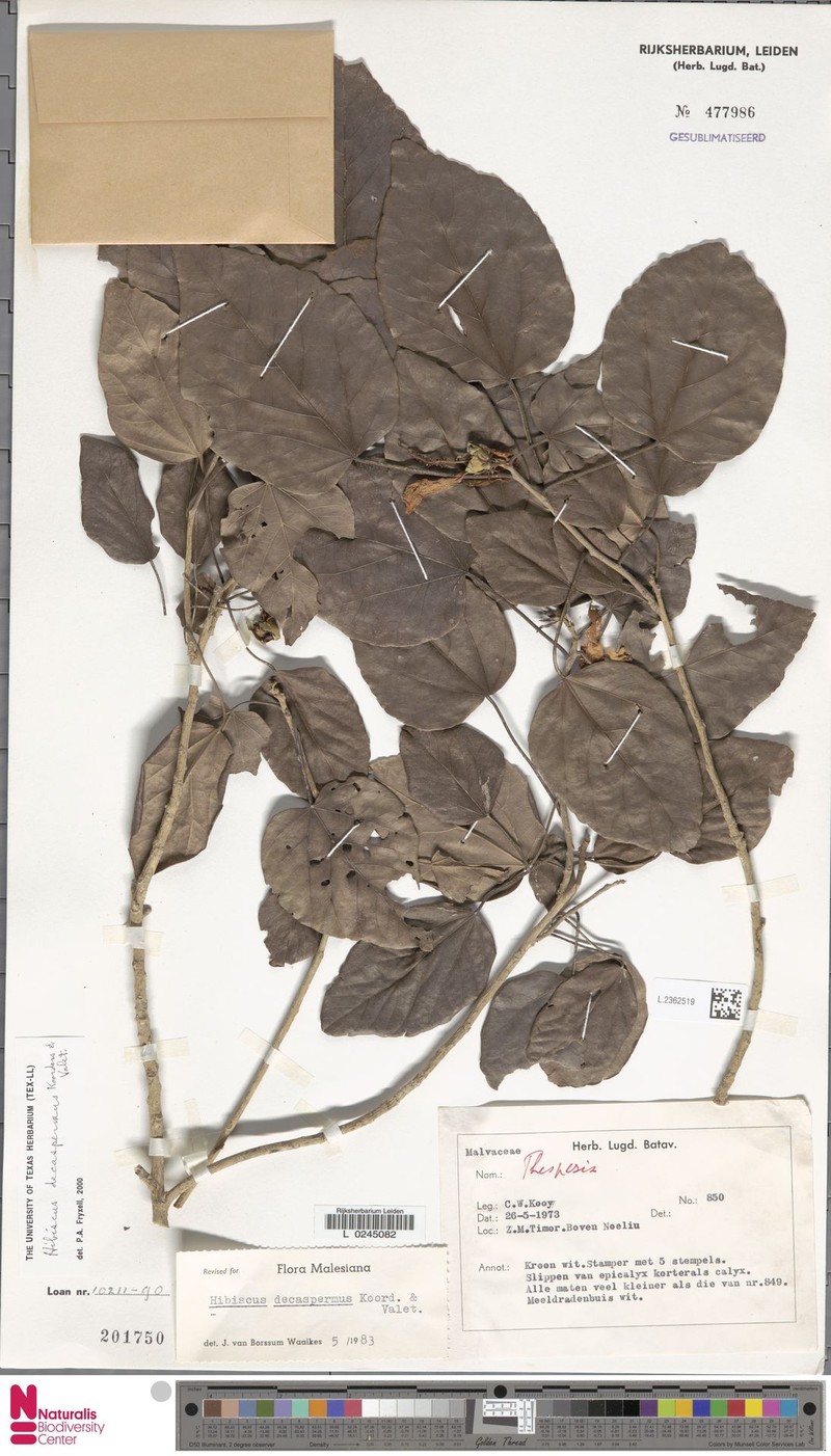 Hibiscus decaspermus photo 2