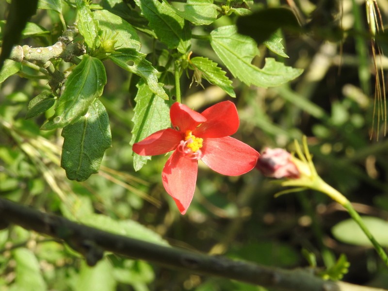 Hibiscus deflersii