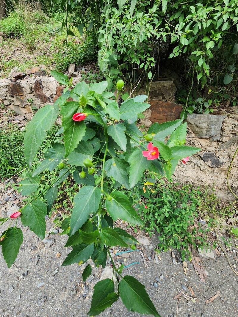 Hibiscus deflersii photo 2