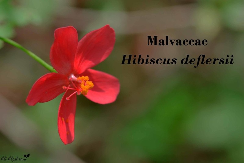 Hibiscus deflersii photo 3