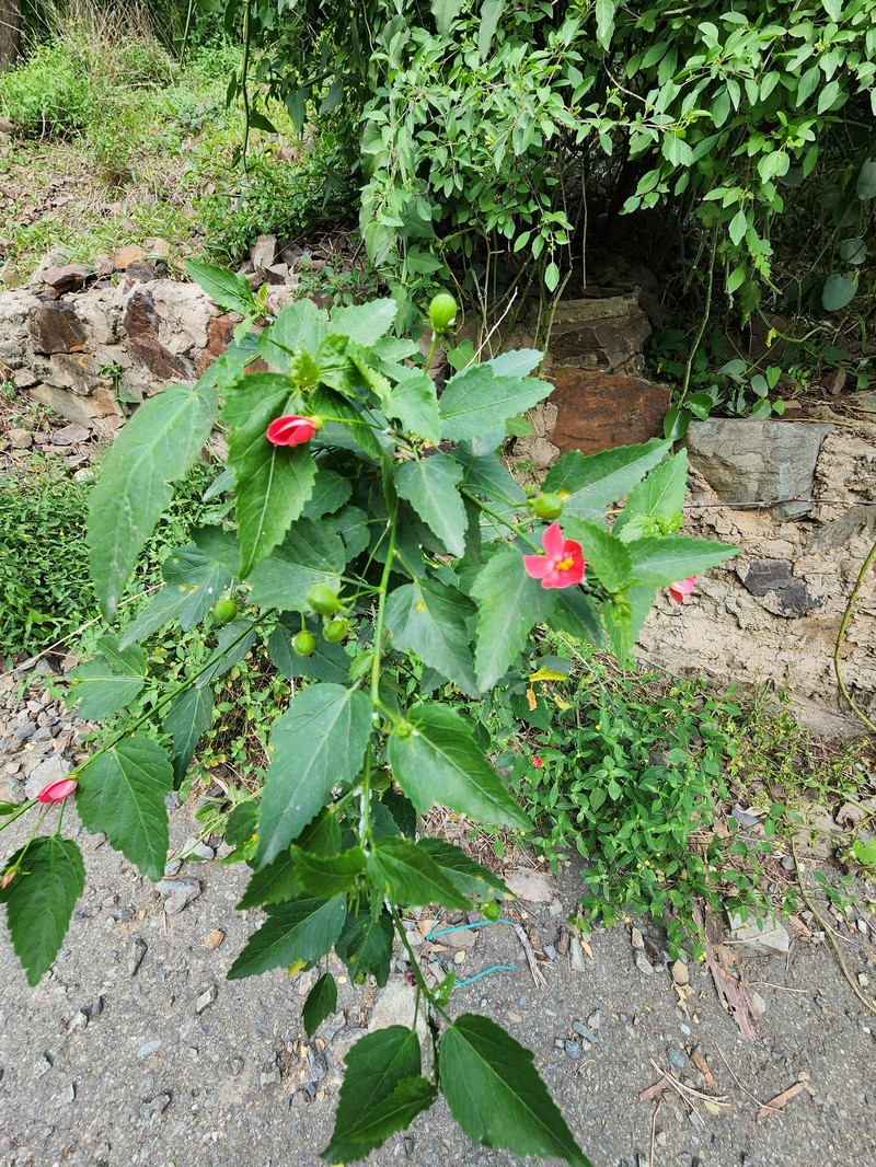 Hibiscus deflersii photo 7