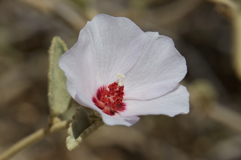 Paleface photo 4